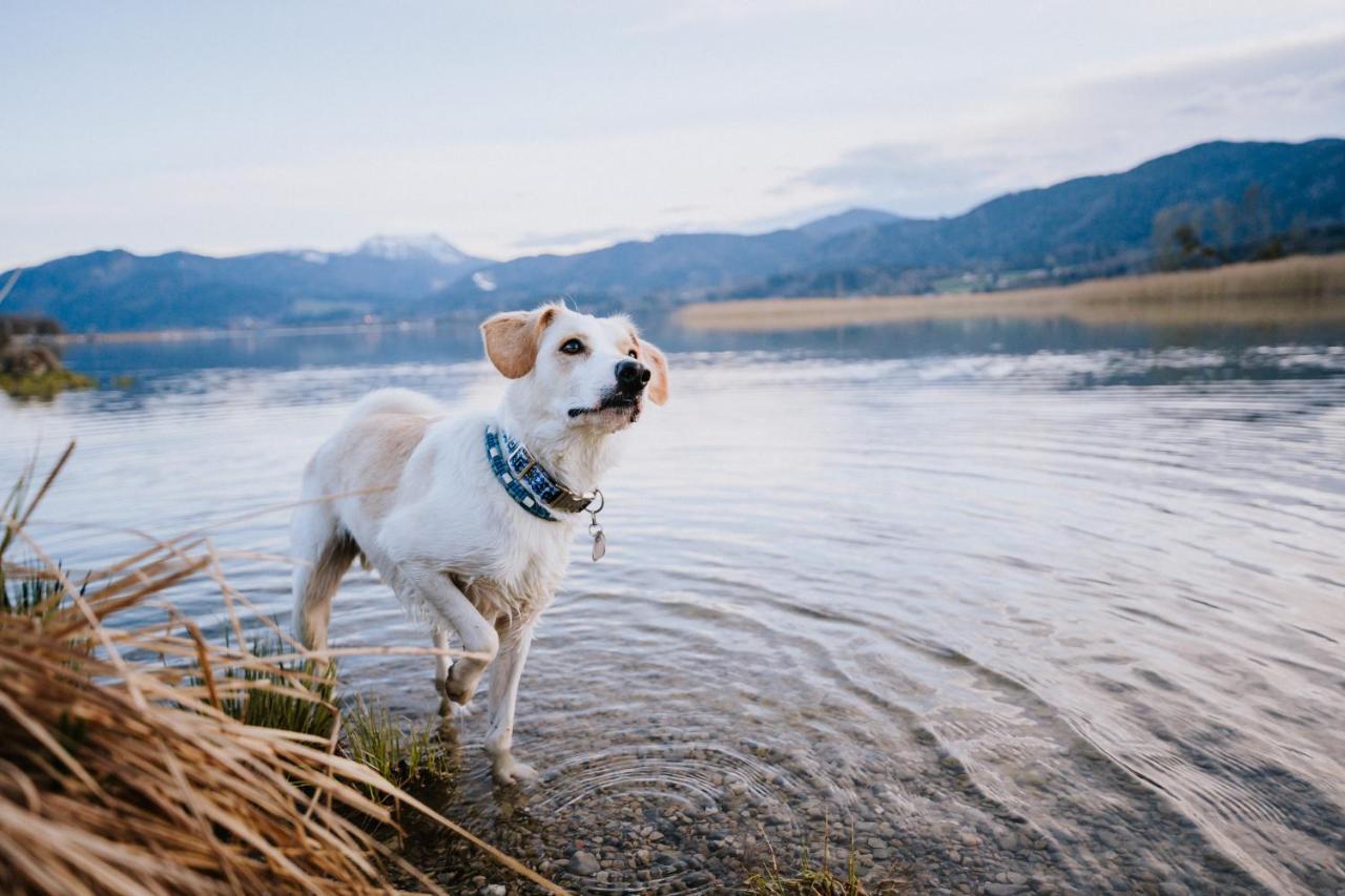 Schnitzers Dahoam - Hundefreundlich Bad Wiessee Exterior foto